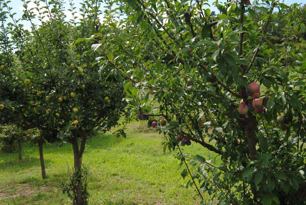 La Chiusuraccia Villa Barberino di Mugello Eksteriør billede